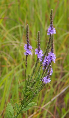 [A multi-stemmed flower.]